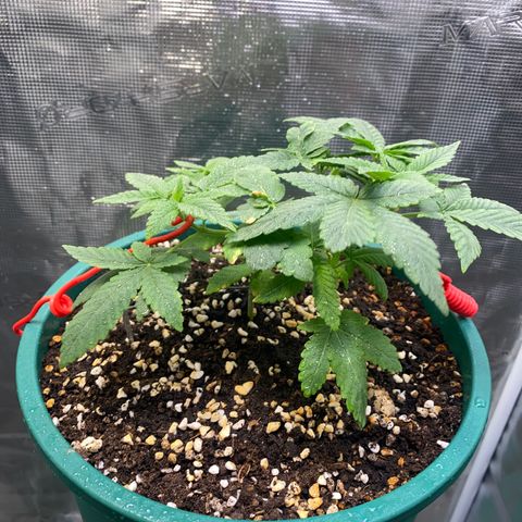 Mimosa Evo growlog timeline photo