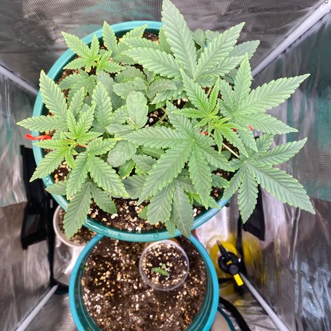 Mimosa Evo growlog timeline photo
