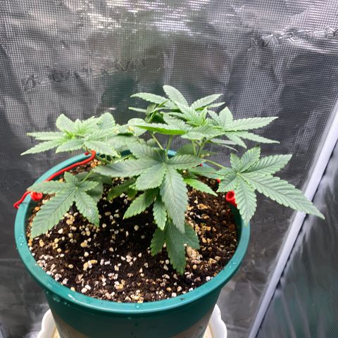 Mimosa Evo growlog timeline photo