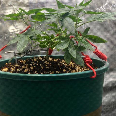 Mimosa Evo growlog timeline photo
