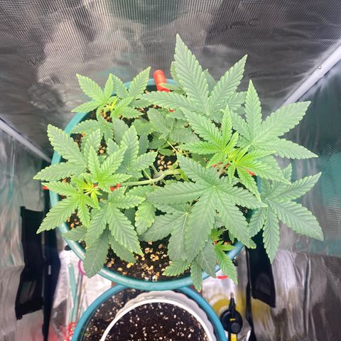 Mimosa Evo growlog timeline photo