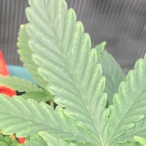 Mimosa Evo growlog timeline photo