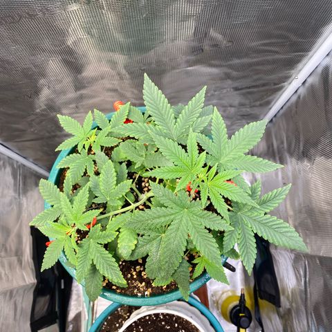 Mimosa Evo growlog timeline photo