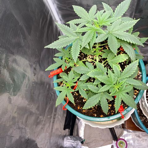 Mimosa Evo growlog timeline photo