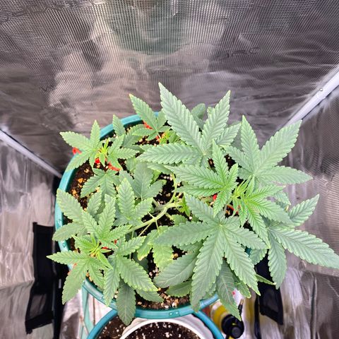 Mimosa Evo growlog timeline photo