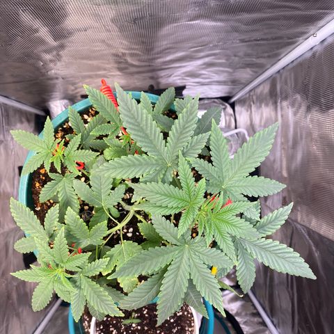 Mimosa Evo growlog timeline photo