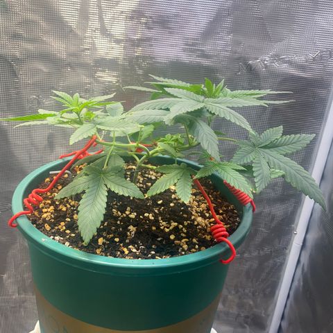 Mimosa Evo growlog timeline photo