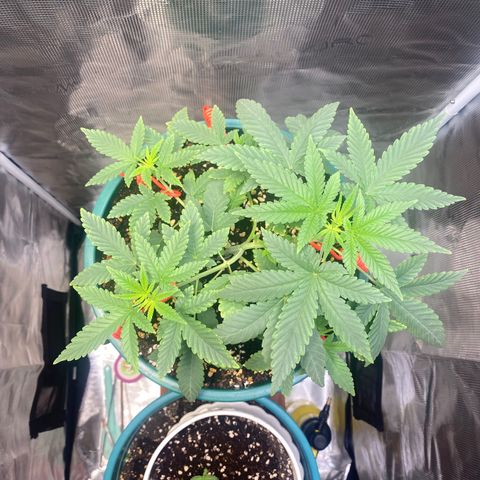 Mimosa Evo growlog timeline photo