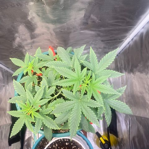 Mimosa Evo growlog timeline photo