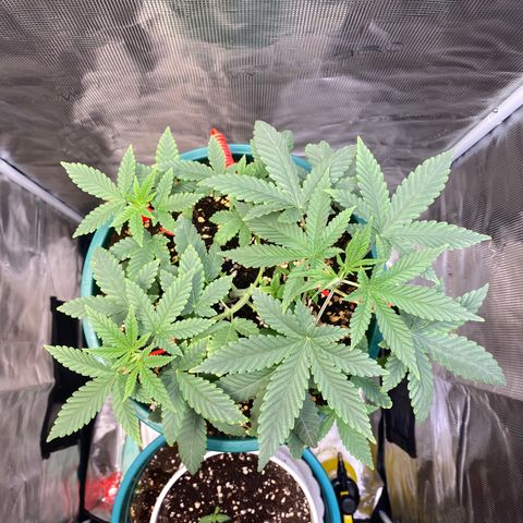 Mimosa Evo growlog timeline photo