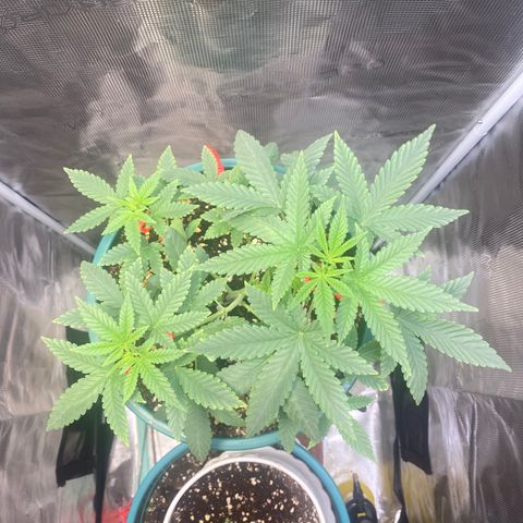 Mimosa Evo growlog timeline photo