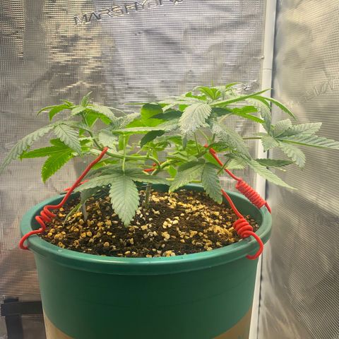 Mimosa Evo growlog timeline photo