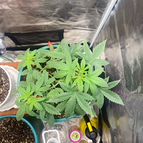 Mimosa Evo growlog timeline photo