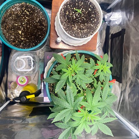 Mimosa Evo growlog timeline photo