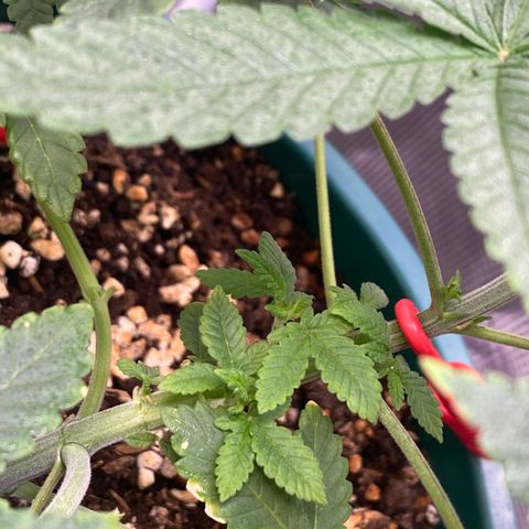Mimosa Evo growlog timeline photo