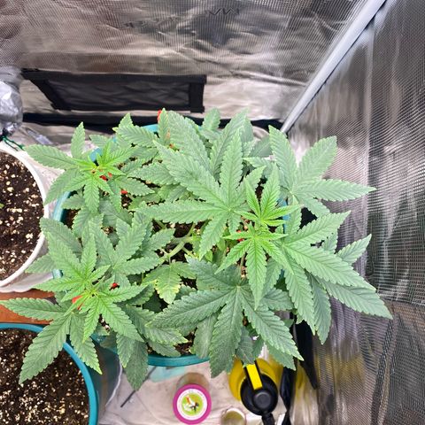 Mimosa Evo growlog timeline photo