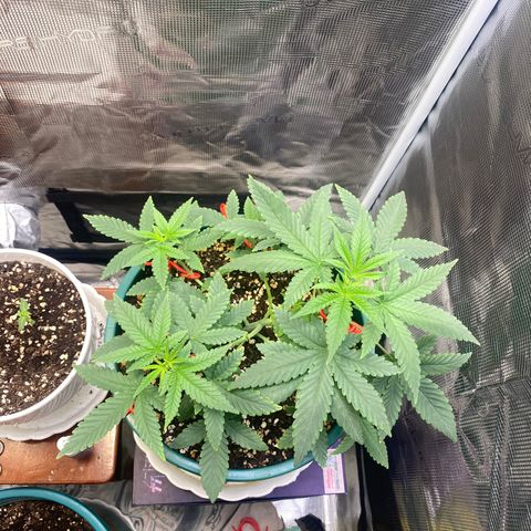 Mimosa Evo growlog timeline photo
