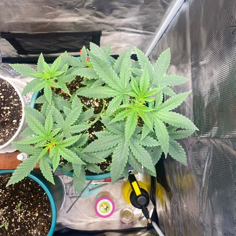 Mimosa Evo growlog timeline photo