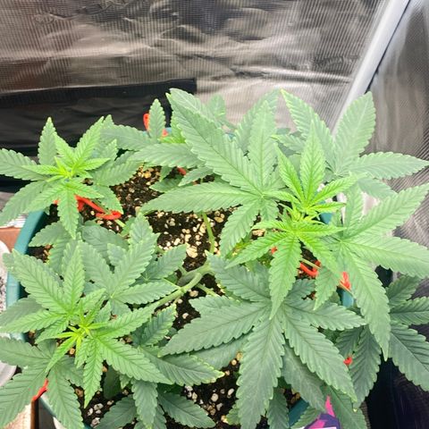Mimosa Evo growlog timeline photo