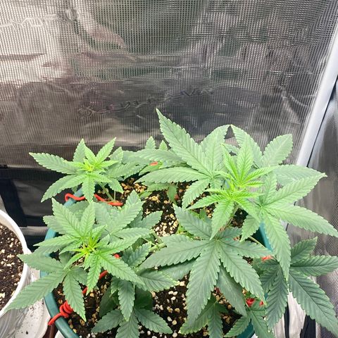 Mimosa Evo growlog timeline photo