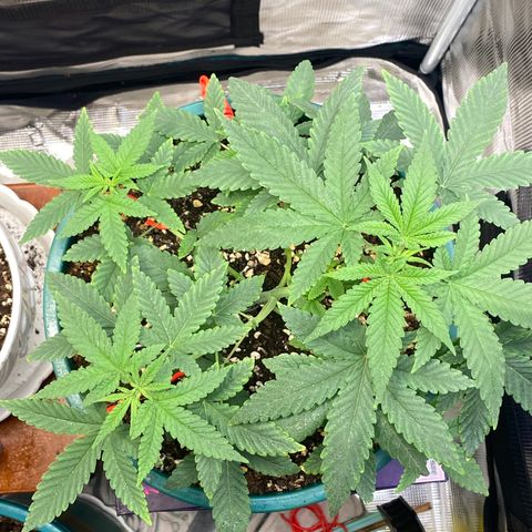 Mimosa Evo growlog timeline photo