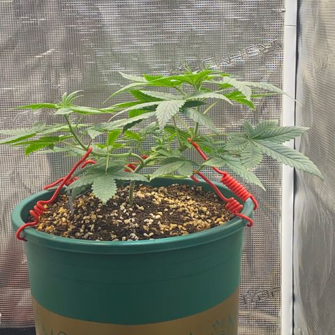 Mimosa Evo growlog timeline photo