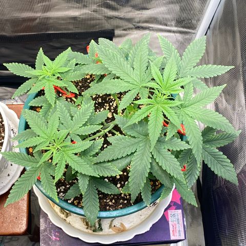 Mimosa Evo growlog timeline photo