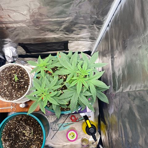 Mimosa Evo growlog timeline photo