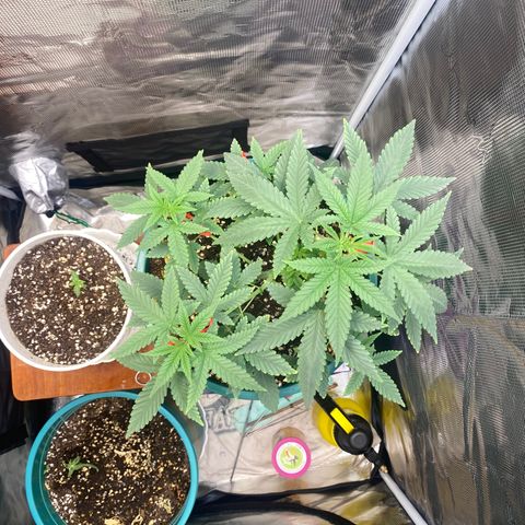 Mimosa Evo growlog timeline photo