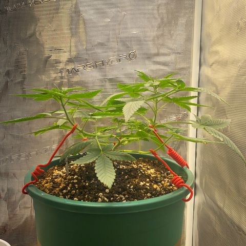 Mimosa Evo growlog timeline photo