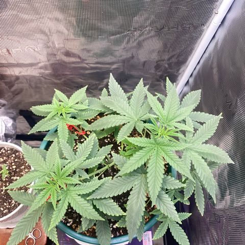 Mimosa Evo growlog timeline photo