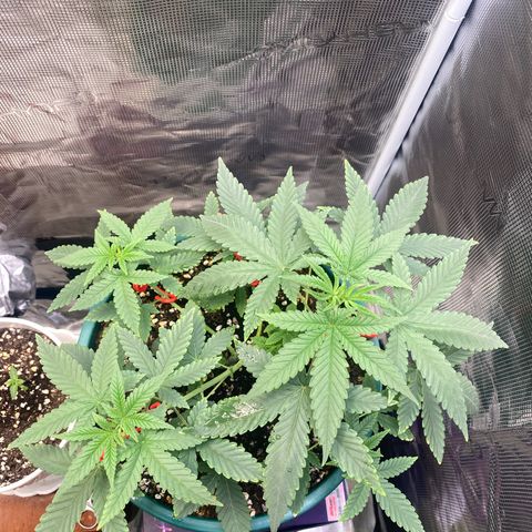 Mimosa Evo growlog timeline photo