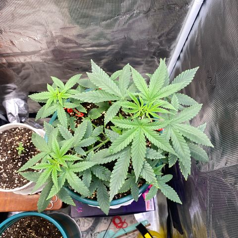 Mimosa Evo growlog timeline photo