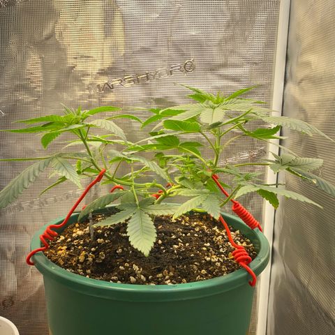 Mimosa Evo growlog timeline photo