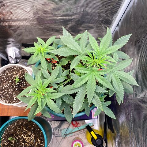 Mimosa Evo growlog timeline photo