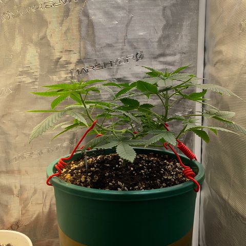 Mimosa Evo growlog timeline photo