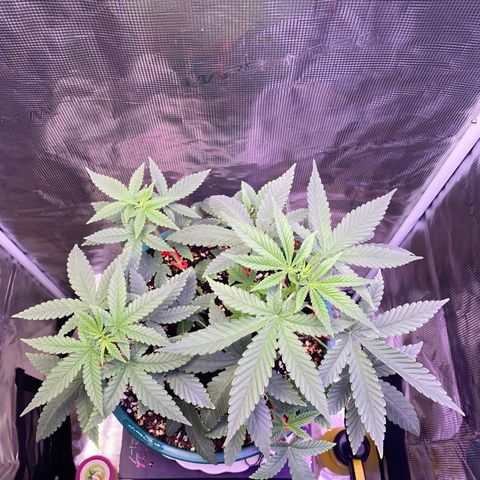 Mimosa Evo growlog timeline photo
