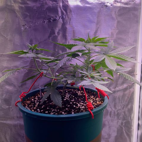 Mimosa Evo growlog timeline photo