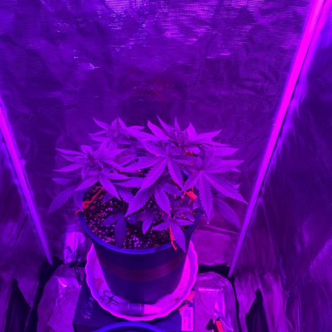 Mimosa Evo growlog timeline photo