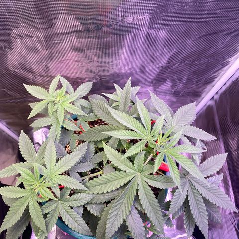 Mimosa Evo growlog timeline photo