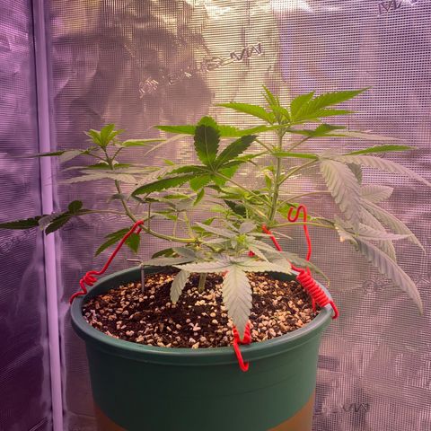 Mimosa Evo growlog timeline photo