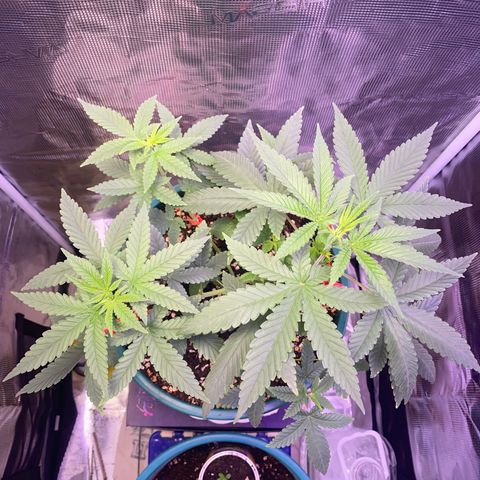 Mimosa Evo growlog timeline photo