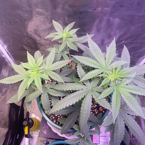 Mimosa Evo growlog timeline photo