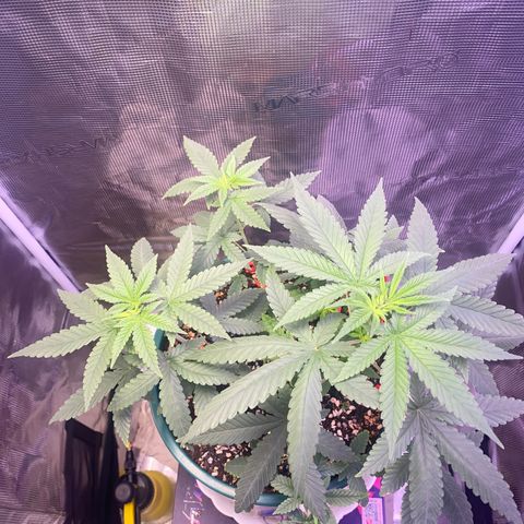 Mimosa Evo growlog timeline photo