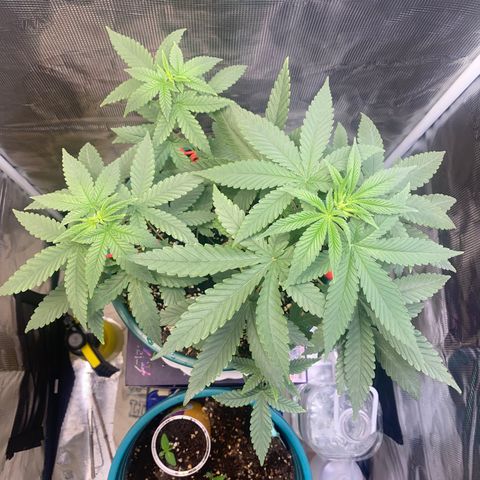 Mimosa Evo growlog timeline photo