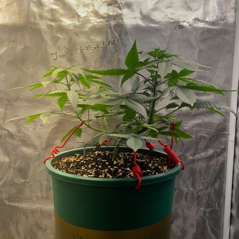 Mimosa Evo growlog timeline photo