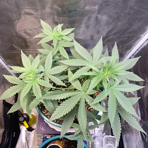 Mimosa Evo growlog timeline photo