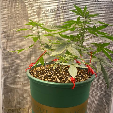 Mimosa Evo growlog timeline photo