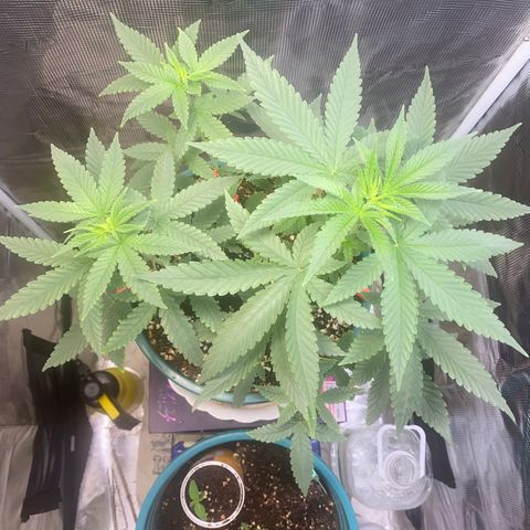 Mimosa Evo growlog timeline photo