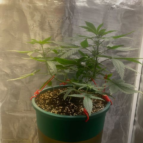 Mimosa Evo growlog timeline photo